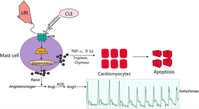 Clemastine Fumarate Attenuates Myocardial Ischemia Reperfusion Injury Through Inhibition of Mast Cell Degranulation